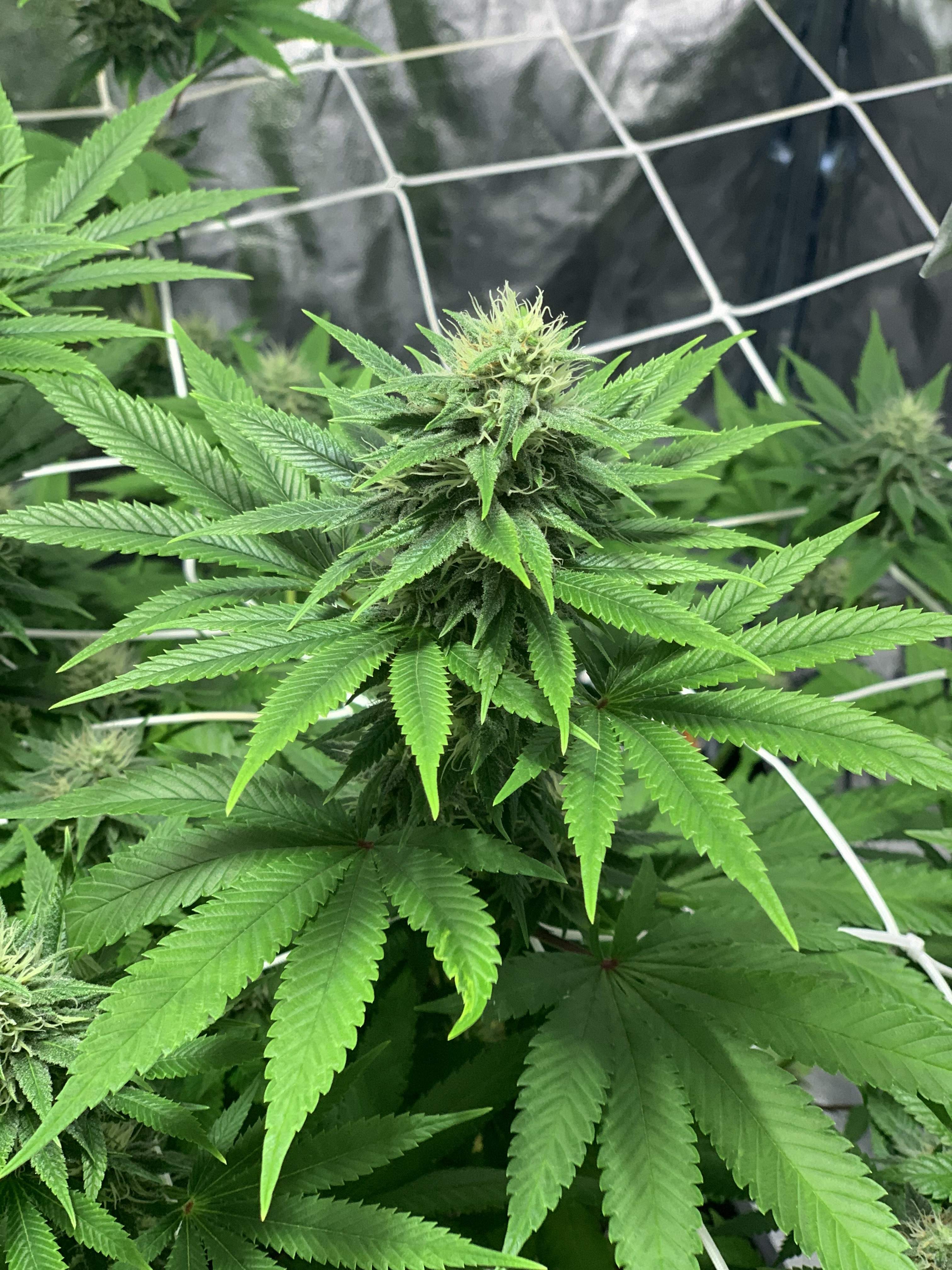 Barney's Farm Pineapple Chunk grow diary (journal) week12 by Blowiieh