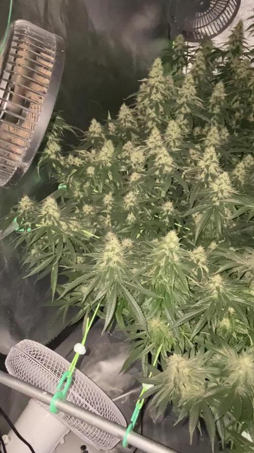 Snow Globe (Cannarado Genetics)