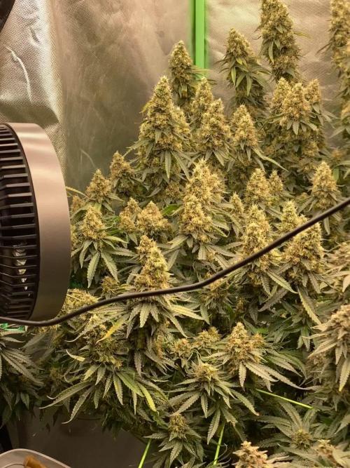 Tropicanna x Rainbow Crushers (Cannarado Genetics)