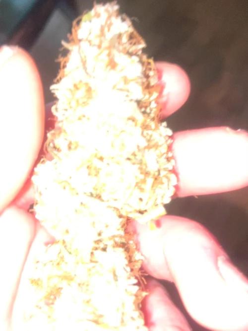RUNTZ (Eternity grow cup)