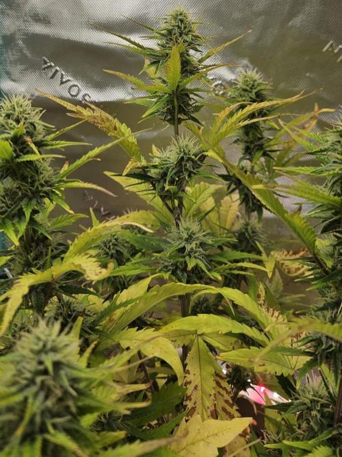 Fastbuds/Mephisto mix 2025. Week 11 - C-C