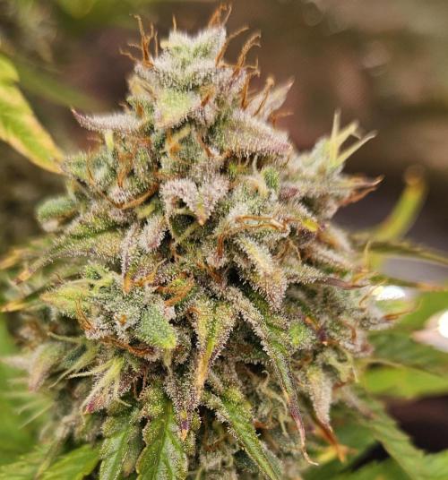 Fastbuds/Mephisto mix 2025. Week 11 - C-C