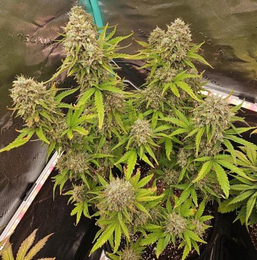 Fastbuds/Mephisto mix 2025. Week 11 - C-C