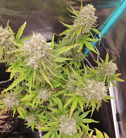 Fastbuds/Mephisto mix 2025. Week 11 - C-C