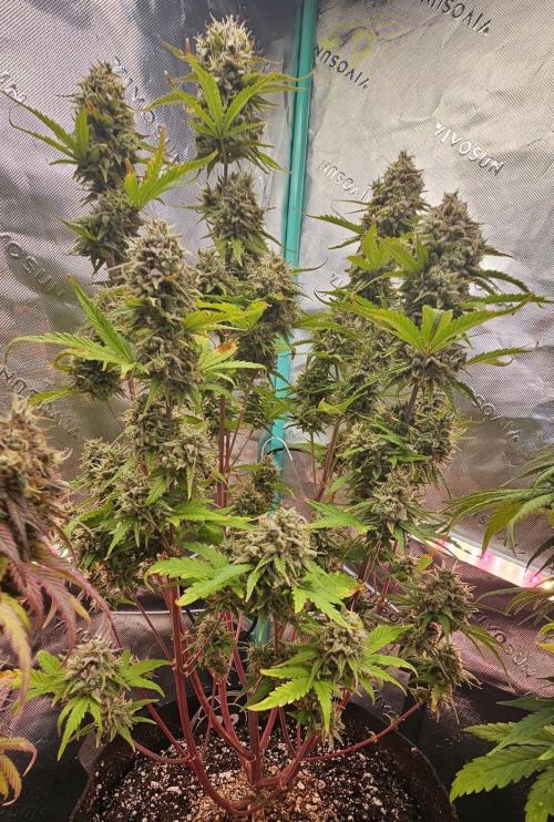 Fastbuds/Mephisto mix 2025. Week 11 - C-C