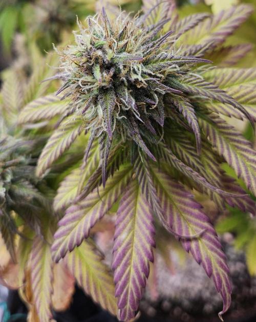 Fastbuds/Mephisto mix 2025. Week 11 - BPP