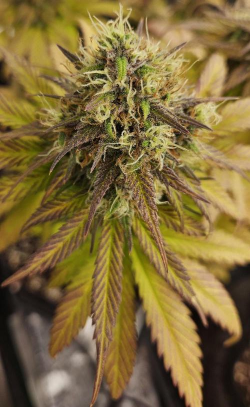 Fastbuds/Mephisto mix 2025. Week 11 - BPP