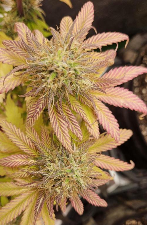 Fastbuds/Mephisto mix 2025. Week 11 - BPP