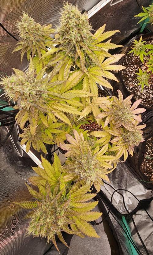 Fastbuds/Mephisto mix 2025. Week 11 - BPP