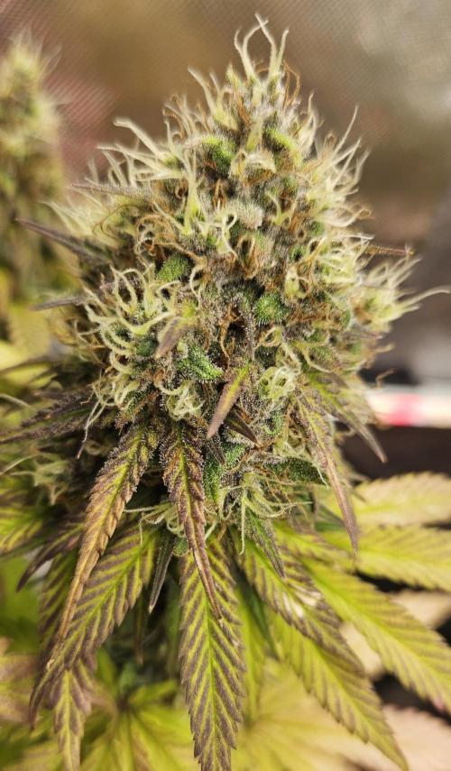 Fastbuds/Mephisto mix 2025. Week 11 - BPP