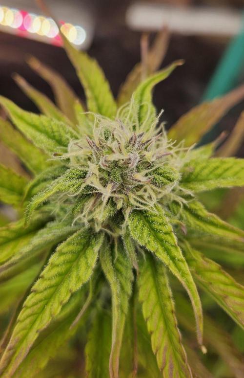 Fastbuds/Mephisto mix 2025. Week 11 - O'z