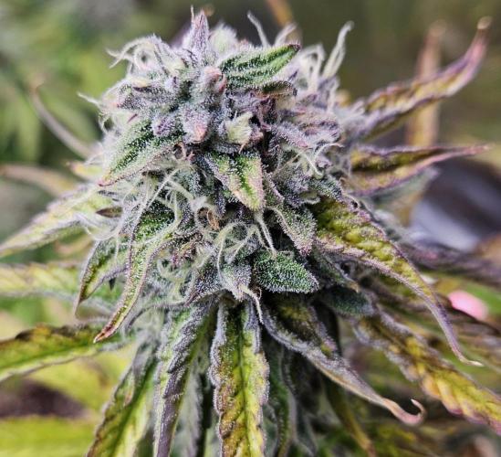 Fastbuds/Mephisto mix 2025. Week 11 - O'z