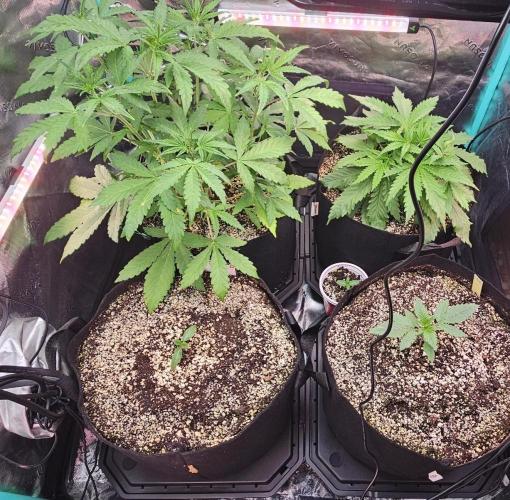 Fastbuds/Mephisto mix 2025. Week 11