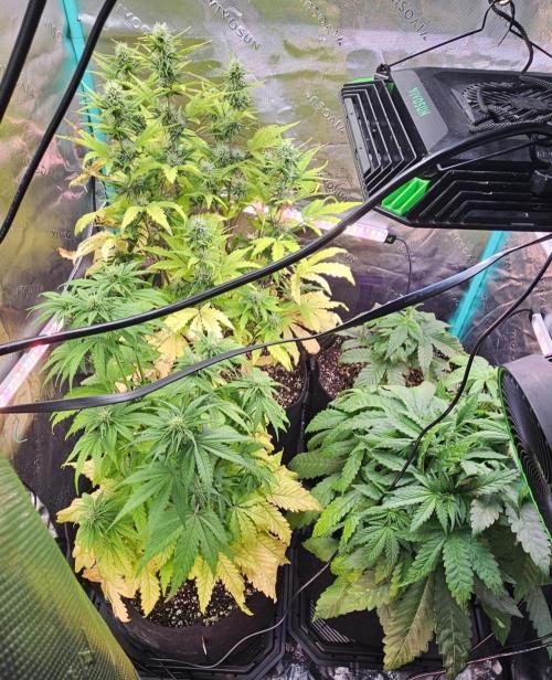 Fastbuds/Mephisto mix 2025. Week 11