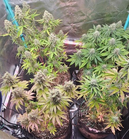 Fastbuds/Mephisto mix 2025. Week 11