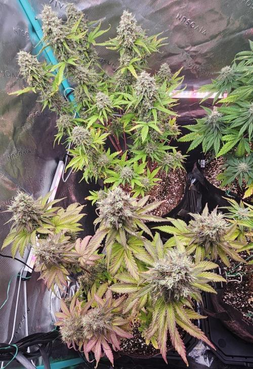 Fastbuds/Mephisto mix 2025. Week 11