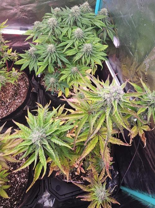 Fastbuds/Mephisto mix 2025. Week 11