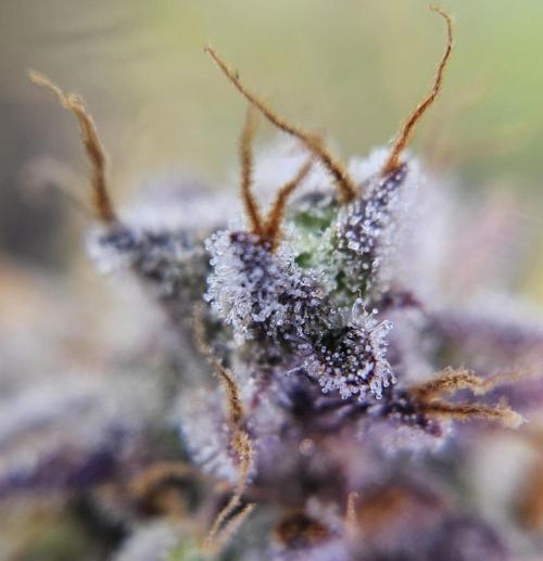 Fastbuds/Mephisto mix 2025. Week 11 - C-C