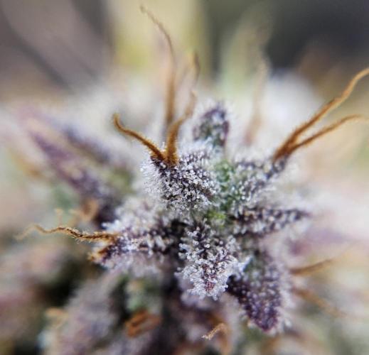 Fastbuds/Mephisto mix 2025. Week 11 - C-C