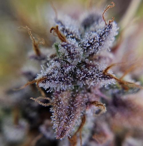 Fastbuds/Mephisto mix 2025. Week 11 - C-C