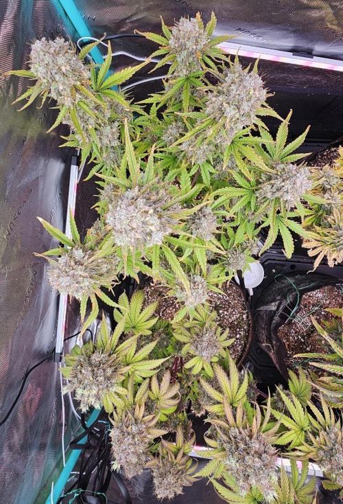 Fastbuds/Mephisto mix 2025. Week 11 - C-C