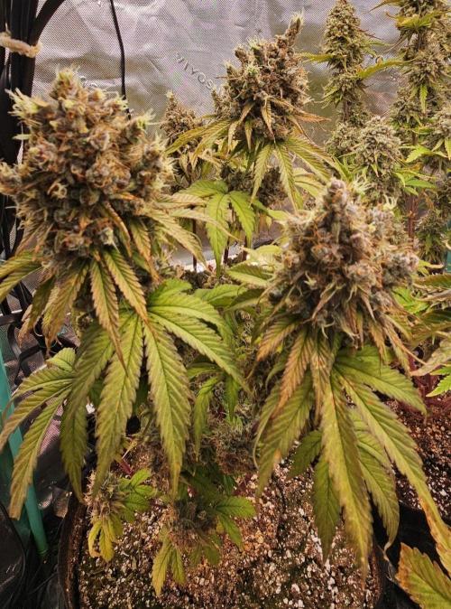 Fastbuds/Mephisto mix 2025. Week 11 - BPP