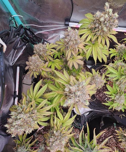 Fastbuds/Mephisto mix 2025. Week 11 - BPP