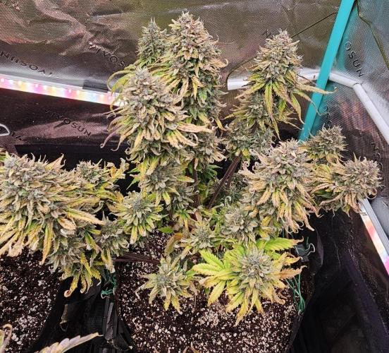 Fastbuds/Mephisto mix 2025. Week 11 - LCC