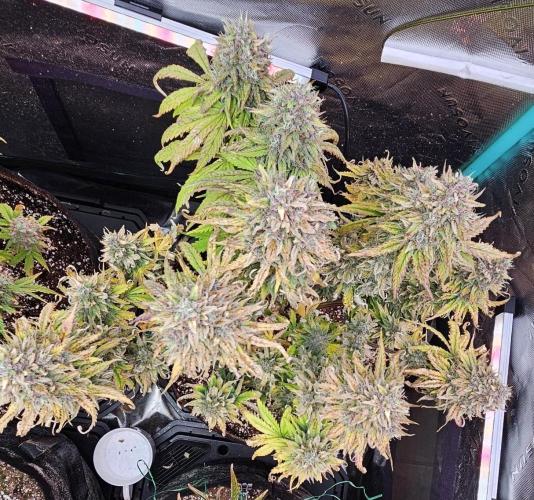 Fastbuds/Mephisto mix 2025. Week 11 - LCC