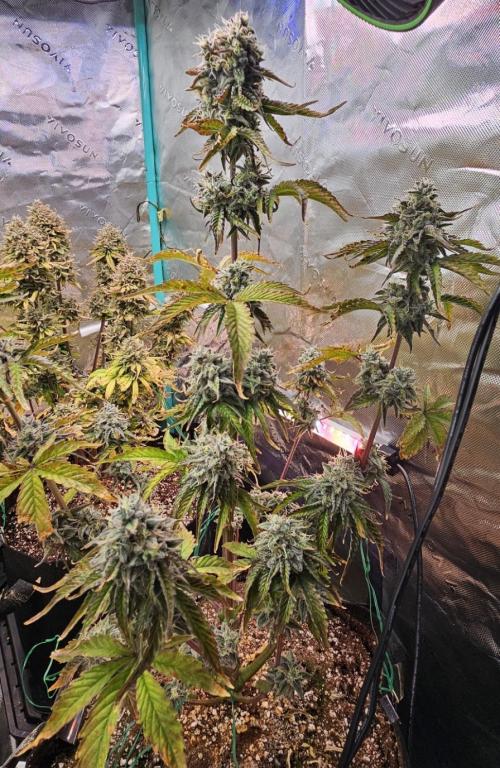 Fastbuds/Mephisto mix 2025. Week 11 - O'z