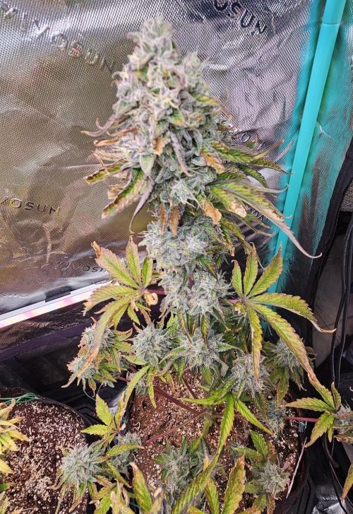 Fastbuds/Mephisto mix 2025. Week 11 - O'z