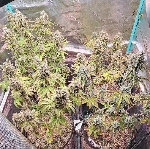 Fastbuds/Mephisto mix 2025. Week 11