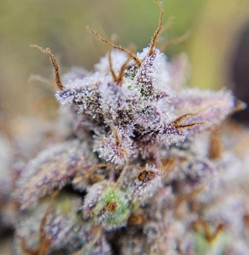 Fastbuds/Mephisto mix 2025. Week 12 - C-C