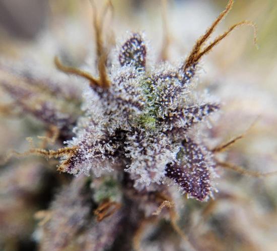 Fastbuds/Mephisto mix 2025. Week 12 - C-C