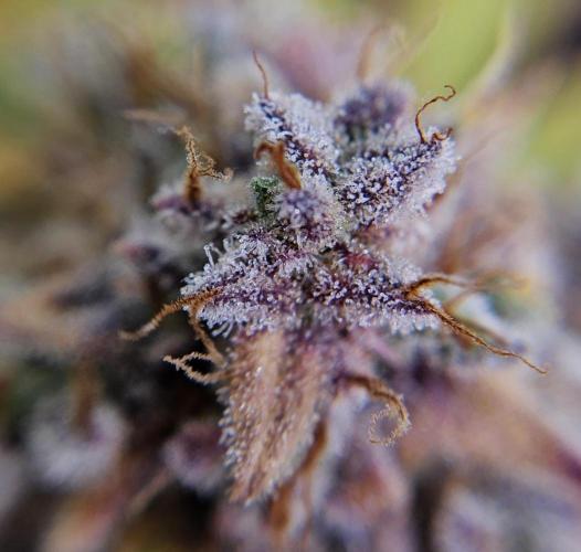 Fastbuds/Mephisto mix 2025. Week 12 - C-C