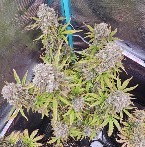 Fastbuds/Mephisto mix 2025. Week 12 - C-C