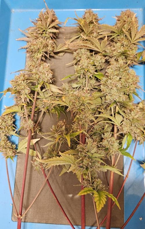 Fastbuds/Mephisto mix 2025. Week 12 - C-C