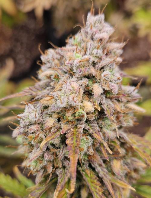 Fastbuds/Mephisto mix 2025. Week 12 - C-C