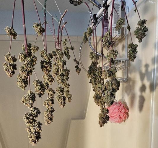 Fastbuds/Mephisto mix 2025. Week 12 - C-C