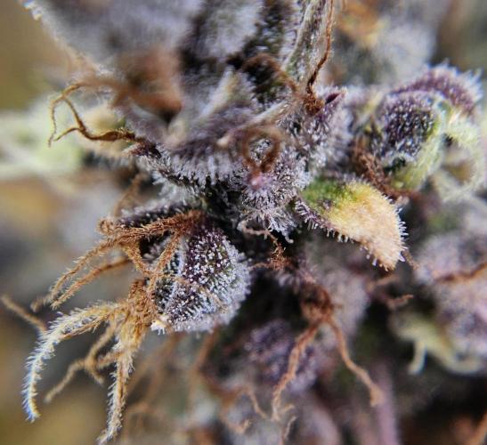 Fastbuds/Mephisto mix 2025. Week 12 - BPP