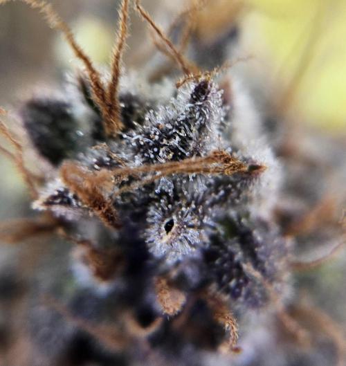 Fastbuds/Mephisto mix 2025. Week 12 - BPP