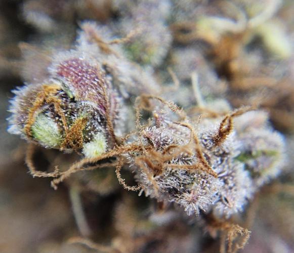 Fastbuds/Mephisto mix 2025. Week 12 - BPP