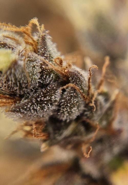 Fastbuds/Mephisto mix 2025. Week 12 - BPP