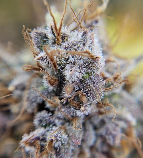 Fastbuds/Mephisto mix 2025. Week 12 - BPP