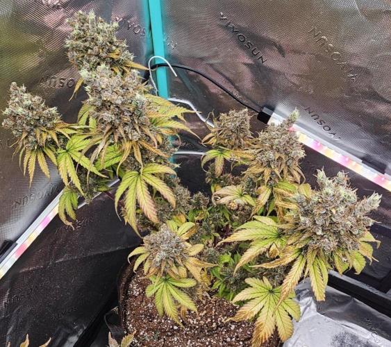 Fastbuds/Mephisto mix 2025. Week 12 - BPP