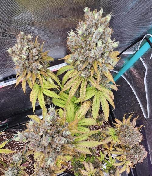 Fastbuds/Mephisto mix 2025. Week 12 - BPP