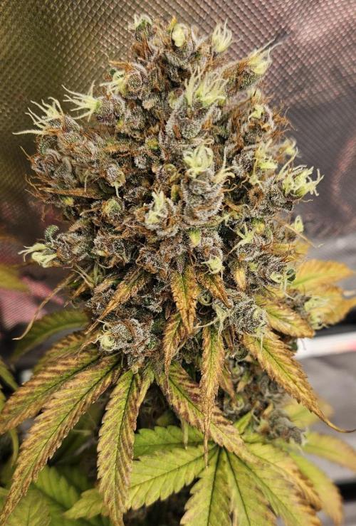 Fastbuds/Mephisto mix 2025. Week 12 - BPP