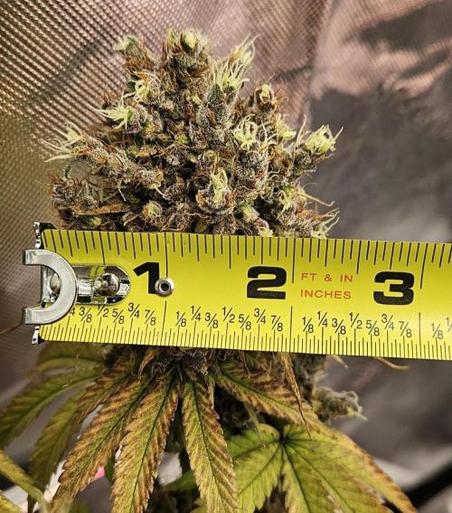 Fastbuds/Mephisto mix 2025. Week 12 - BPP