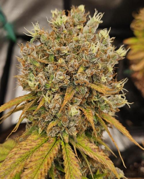 Fastbuds/Mephisto mix 2025. Week 12 - BPP