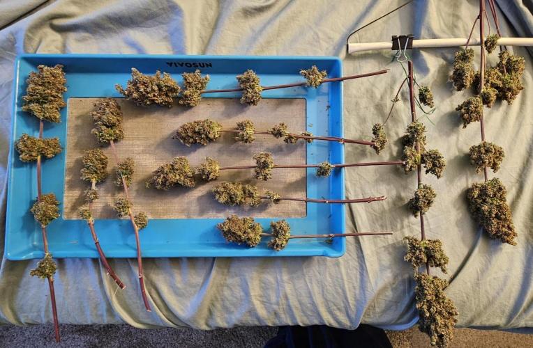 Fastbuds/Mephisto mix 2025. Week 12 - BPP